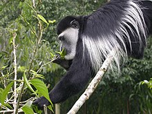 The diet of the mantled guereza is predominantly leaves, often of only a few tree species. Black-and-white Colubus.jpg