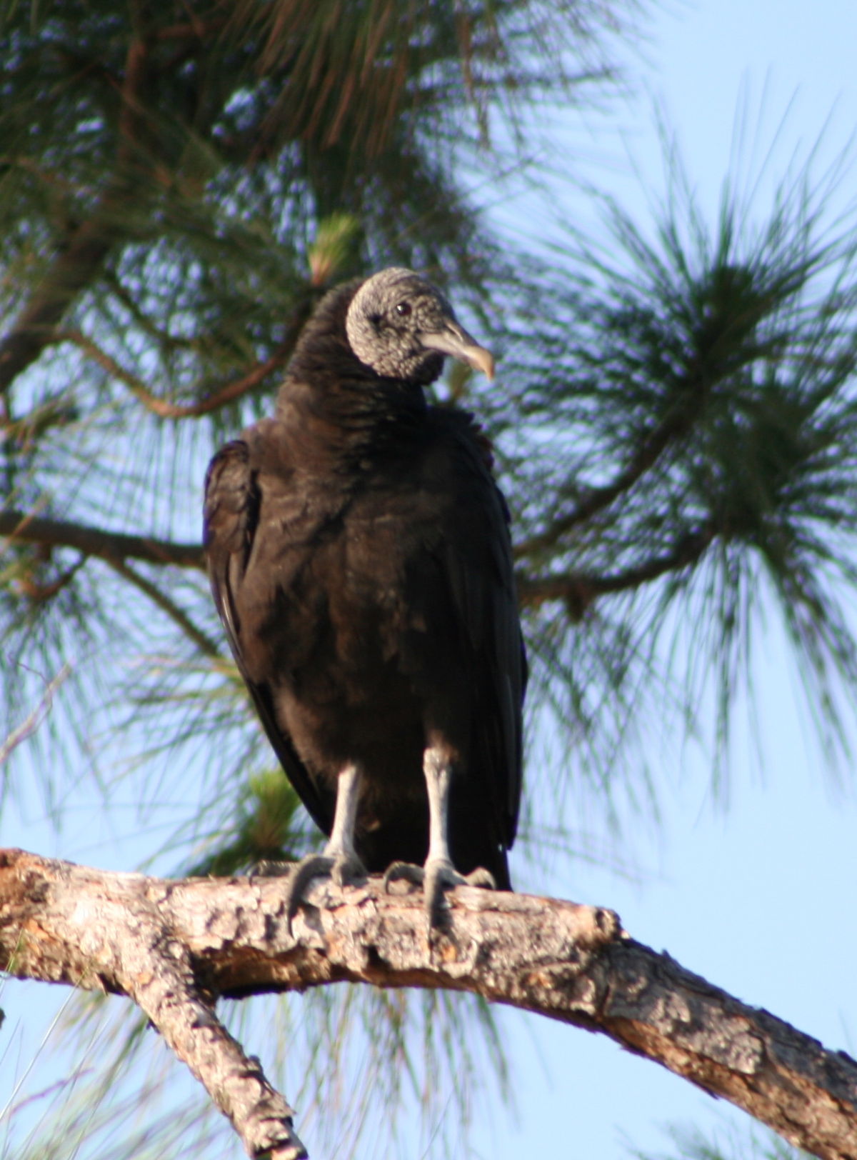 Vulture - Wikipedia