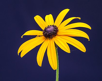 Flor de uma Rudbeckia fulgida, uma planta originária da América do Norte, melhor se cultivada em um lugar ensolarado do jardim (definição 3 950 × 3 160)