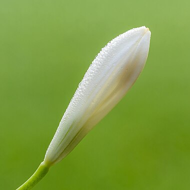 Botão de agapanto-branco “White Heaven” (Agapanthus africanus). Técnica do empilhamento de foco (focus stacking) de 39 imagens. São plantas herbáceas, rizomatosas e bastante robustas, endêmicas da África do Sul, que podem ser facilmente reconhecidas pelas suas folhas em forma de fita, planas e bastante carnudas; pela sua inflorescência em umbela na extremidade de um longo escapo e pelas flores geralmente grandes com superovário. (definição 3 456 × 3 456)