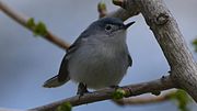 Thumbnail for File:Blue-gray Gnatcatcher (8664691198).jpg