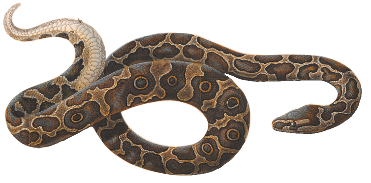 Berkas:Boa Iconographia Zoologica white background.tif