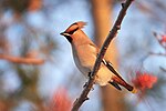 Thumbnail for File:Bohemian waxwing (51932815090).jpg