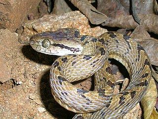 <i>Boiga ceylonensis</i> Sri Lanka cat snake