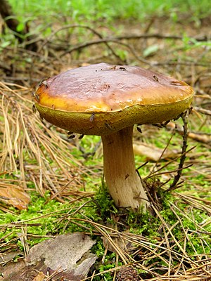 Fungi: Étymologie, Définition mycologique, Définition du règne fongique