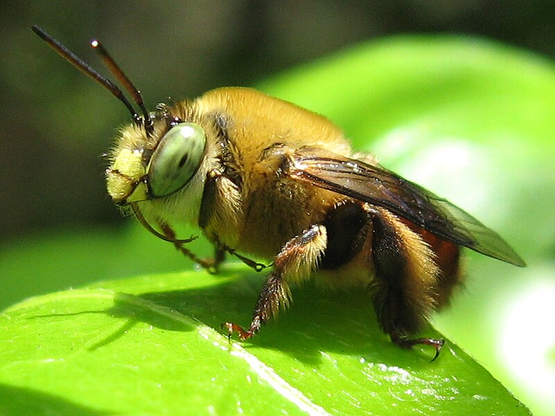 File:Bombus?.jpg