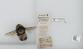 <i>Bombus hyperboreus</i> Species of bee