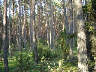 <span class="mw-page-title-main">Lower Silesian Forest</span> Largest forest of Poland