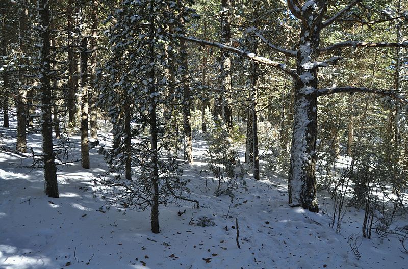 File:Bosc de pins per Valdelinares.JPG