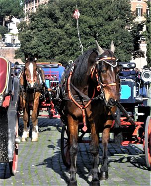 Botticelle, typical horse drawn carriages in Rome