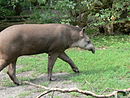 Brazilian tapir.JPG