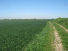 Field of crops for animal consumption. These fields occupy a large amount of land. This limits the land available for local people to grow crops for their own consumption. Bridleway past Crop Field - geograph.org.uk - 1874041.jpg