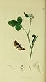 Illustration from British Entomology, Volume 5, by John Curtis