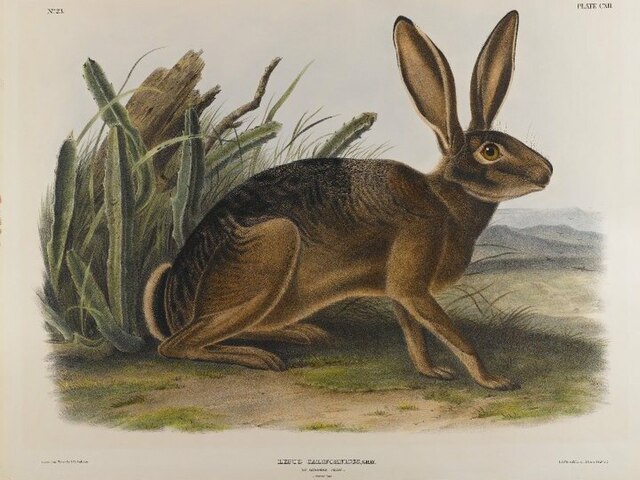 Brooklyn Museum - California Hare - John J. Audubon