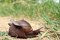 Brown Snail.jpg