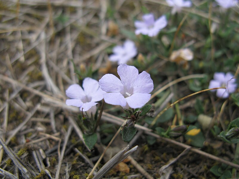 File:Brunoniella australis flower4 Denman - Flickr - Macleay Grass Man.jpg