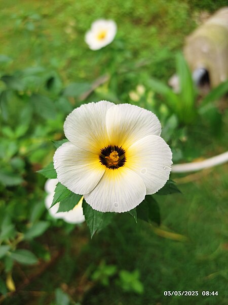 File:Bunga Pukul Delapan (Turnera subulata) 01.jpg