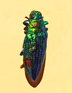 <i>Chrysodema swierstrae</i> Species of beetle