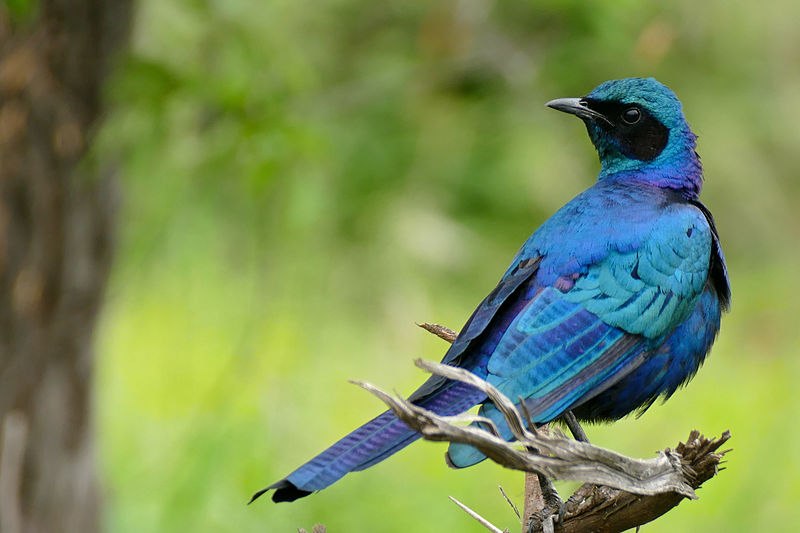 File:Burchell's Starling (Lamprotornis australis) (17326025936).jpg