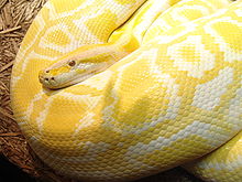Often called "albino", this amelanistic python owes its yellow color to unaffected carotenoid pigments. Burmese Python 02.jpg