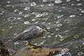 * Nomination A Striated Heron (Butorides striata) poised at the corner of a rock, waiting for the right moment to strike. --GerifalteDelSabana 02:26, 17 July 2018 (UTC) * Promotion  Support Good quality. --Basile Morin 03:21, 17 July 2018 (UTC)