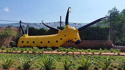 Butterfly Paradise's giant caterpillar