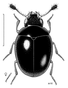 COLE Cyclaxyridae Cyclaxyra politula.png