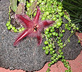 Stapelia hirsuta