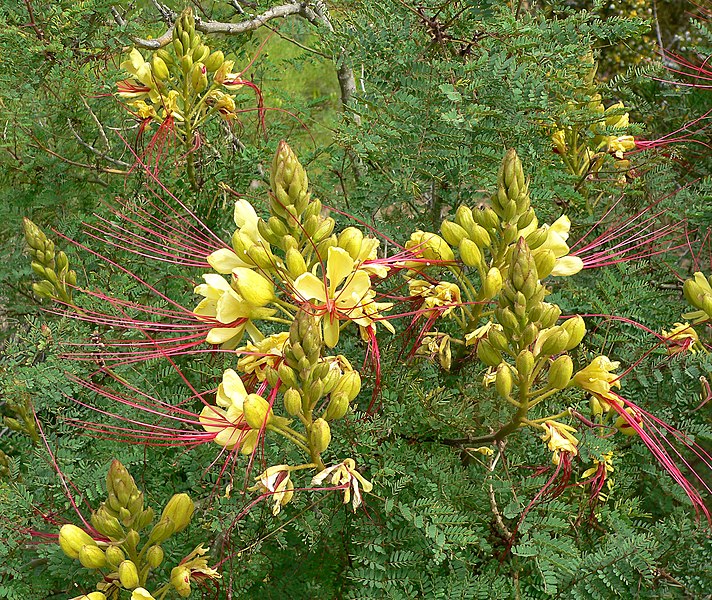 File:Caesalpinia gilliesii 1.jpg