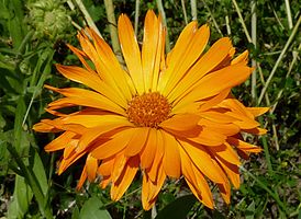 Calendula officinalis