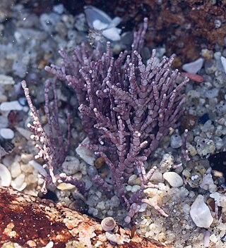<i>Calliarthron</i> Genus of red algae in the family Corallinaceae