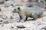 Miniatura para Callosciurus caniceps