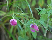 Calochortus amoenus.jpg