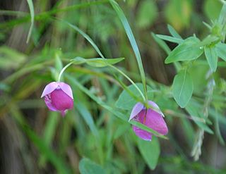 <i>Calochortus amoenus</i> Species of flowering plant