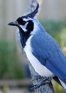 <span class="mw-page-title-main">Black-throated magpie-jay</span> Species of bird