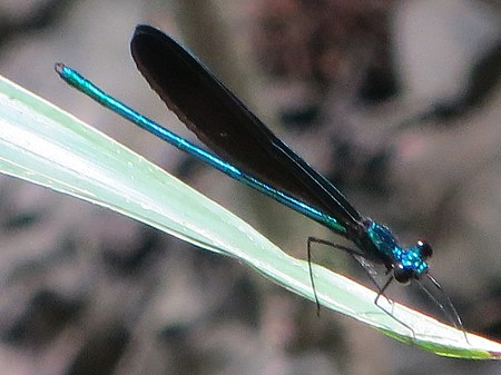 Calopteryx maculata on Palmetto.JPG