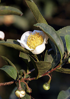 tearbusto (Camellia sinensis)