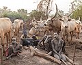 Campamento de ganado de la tribu Mundari, Terekeka, Sudán del Sur, 2024-01-29, DD 36