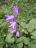 Campanula trachelium plant2.jpg