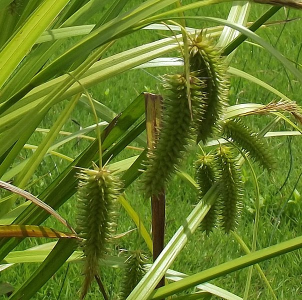 File:Carex pseudocyperus inflorescens (17).jpg