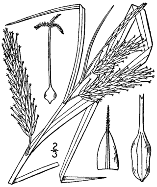 <i>Carex schweinitzii</i> Species of grass-like plant