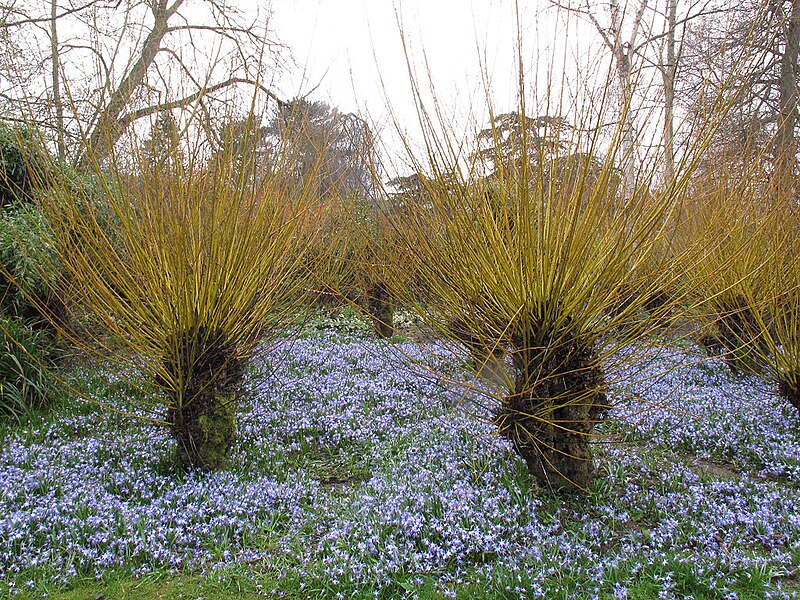 File:Carpet of blue flowers - geograph.org.uk - 3918707.jpg