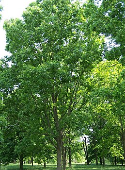 Carya illinoinensis Morton Arboretum acc. 1082-39*3