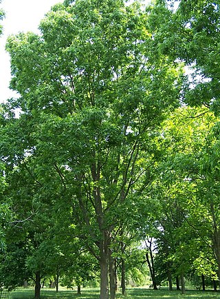 <span class="mw-page-title-main">Pecan</span> Species of hickory native to the southern USA and northern Mexico