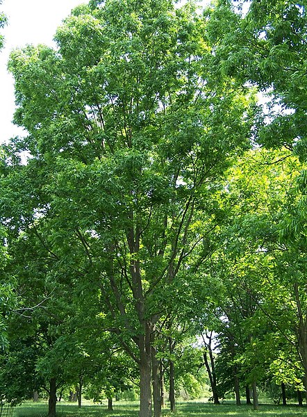 File:Carya illinoinensis.jpg