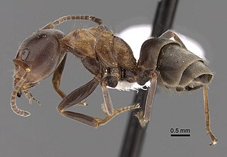 <i>Liometopum microcephalum</i> Species of ant