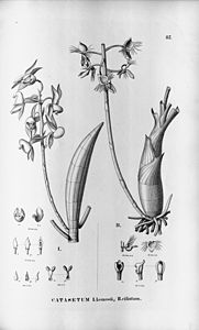 plate 87 I. Catasetum lemosii II. Catasetum discolor (as syn. Catasetum ciliatum)