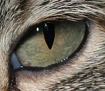 Katt med vertikal, slank pupill