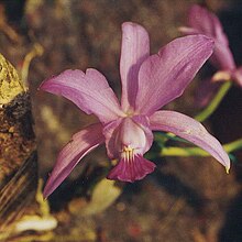 Cattleya walkeriana.jpg