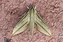 Cechenena lineosa (Sphingidae) (5716808989).jpg